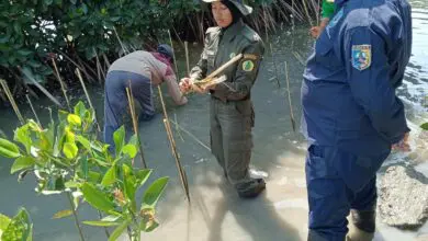 Maknai Sumpah Pemuda, Siswi SMK Ajak Petani Tanam Mangrove di Pesisir