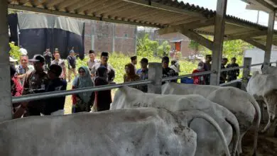 Beri Bantuan Sapi. Bupati Demak; Jangan Dijual