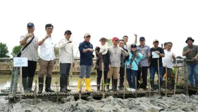 Menteri LH Targetkan Rehabilitasi 700 ribu Hektar Mangrove