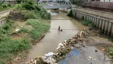 Petani Rugi Rp50 Juta Sekali Musim, Dampak Normalisasi Sungai Beringin