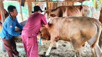 Puluhan Sapi Kena PMK, DKPP Jepara Terima 800 Vaksin