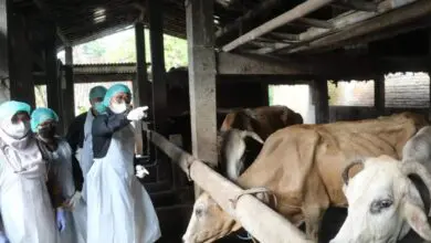 Dinas Pertanian Larang Peternak Beli Sapi dari Luar Kota