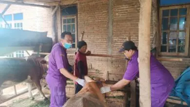 Belasan Sapi di Jepara Terjangkit PMK