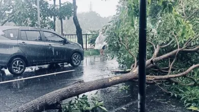 Curah Hujan Tinggi, Puluhan Pohon Tumbang di Kota Semarang