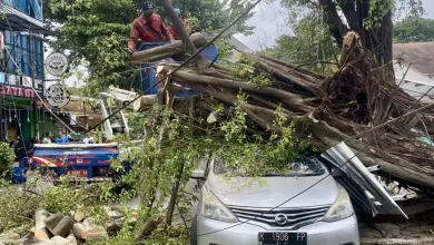 Mobil Ringsek Tertimpa Pohon di Pleburan Semarang