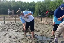 Keberhasilan Konservasi Mangrove di Pesisir Desa Tluwuk Pati Patut Dicontoh