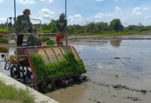 Dukung Swasembada Pangan Presiden, Jepara Ditarget Tanam 48 Ribu Hektare Padi