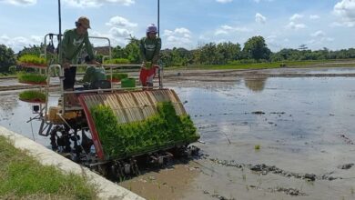 Dukung Swasembada Pangan Presiden, Jepara Ditarget Tanam 48 Ribu Hektare Padi